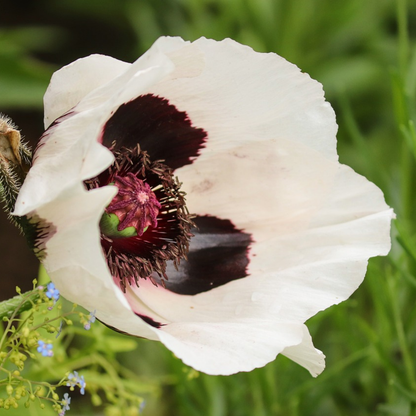 Coquelicot - Set de 20 - Papaver orientale - Rhizomes