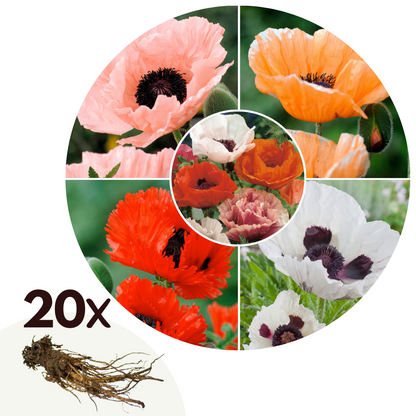 Coquelicot - Set de 20 - Papaver orientale - Rhizomes