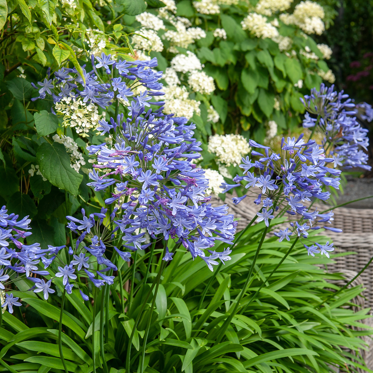Fleur du Nil - Set de 6 - Agapanthus africanus - Rhizomes - Bleu - TD Plantz