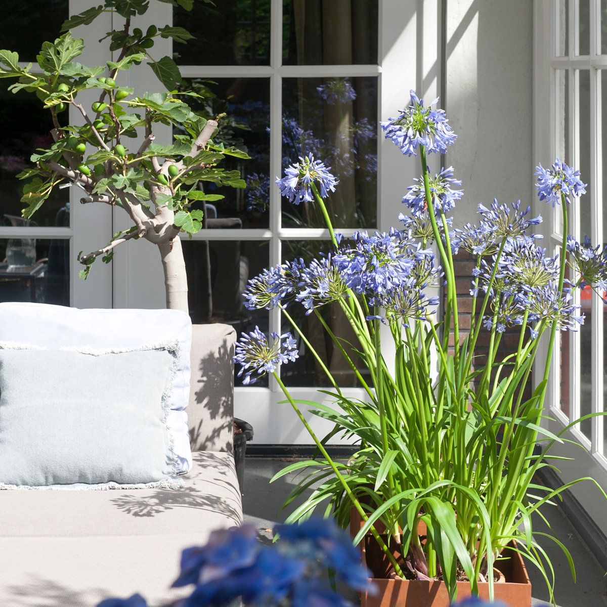 Fleur du Nil - Set de 6 - Agapanthus africanus - Rhizomes - Bleu - TD Plantz