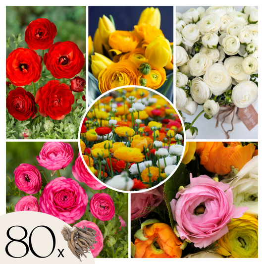 Buttercups - 80 pcs. - Ranunculus - Flower Bulbs