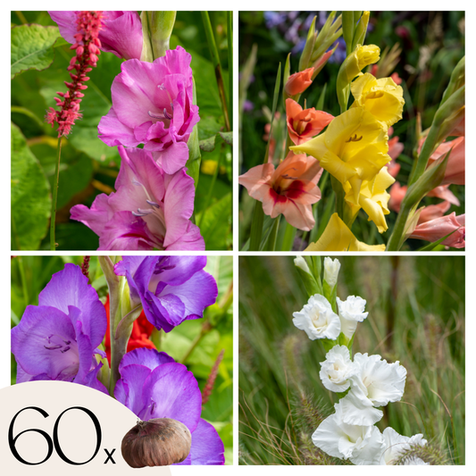 Sword Lily - 60 pcs. - Gladiolus Mix - Flower Bulbs