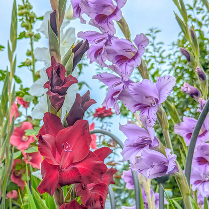 Glaïeul - Set de 21 - Gladiolus 'Passos' - Bulbes à fleurs - Violet