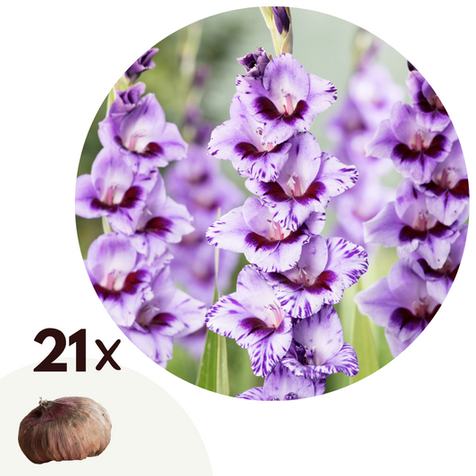 Sword Lily - 21 pcs. - Gladiolus 'Passos' - Flower Bulbs - Purple