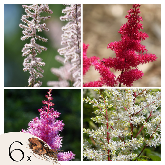 False Goat's Beard - 6 pcs. - Astilbe - Root balls