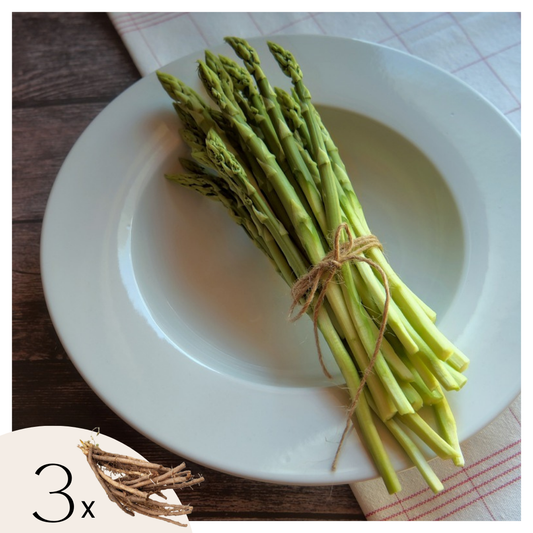 Fern - 3 pcs. - Asparagus 'Gijnlim' - Root balls - Green