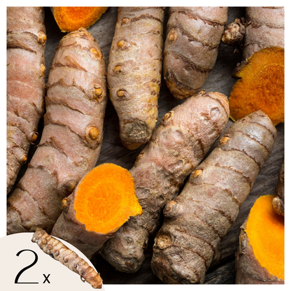 Curcuma - Set de 2 - Curcuma Longa - Rhizomes - Orange