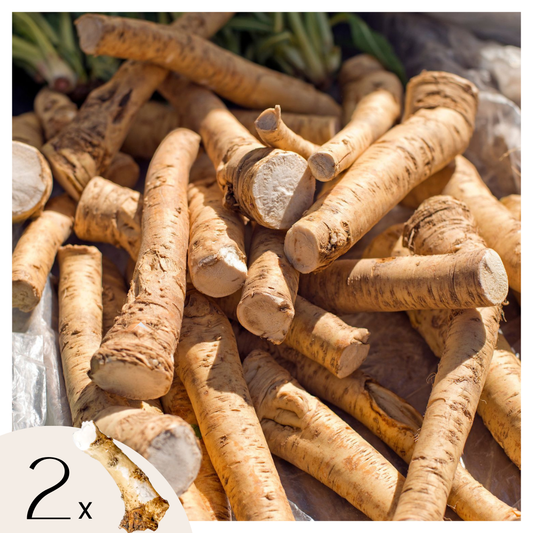 Horseradish - Set of 2 - Armoracia rusticana - Rhizomes