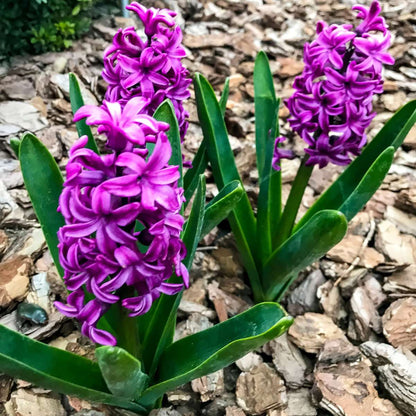 Bulbes de jacinthes - Lot de 10 - Hyacinthus 'Purple Voice' - Bulbes à fleurs