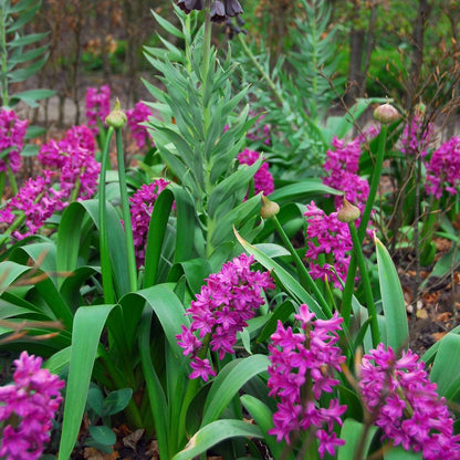 Bulbes de jacinthes - Lot de 10 - Hyacinthus 'Purple Voice' - Bulbes à fleurs