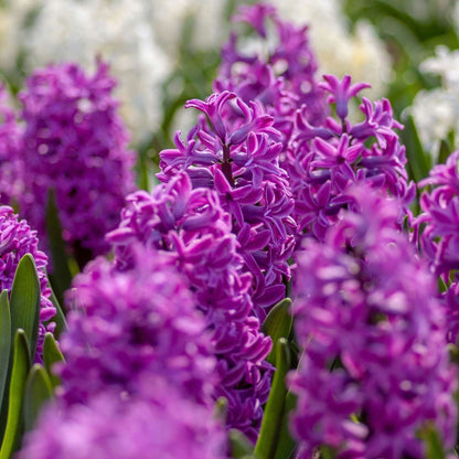 Bulbes de jacinthes - Lot de 10 - Hyacinthus 'Purple Voice' - Bulbes à fleurs