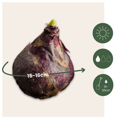 Bulbes de jacinthes - Lot de 10 - Hyacinthus 'Purple Voice' - Bulbes à fleurs