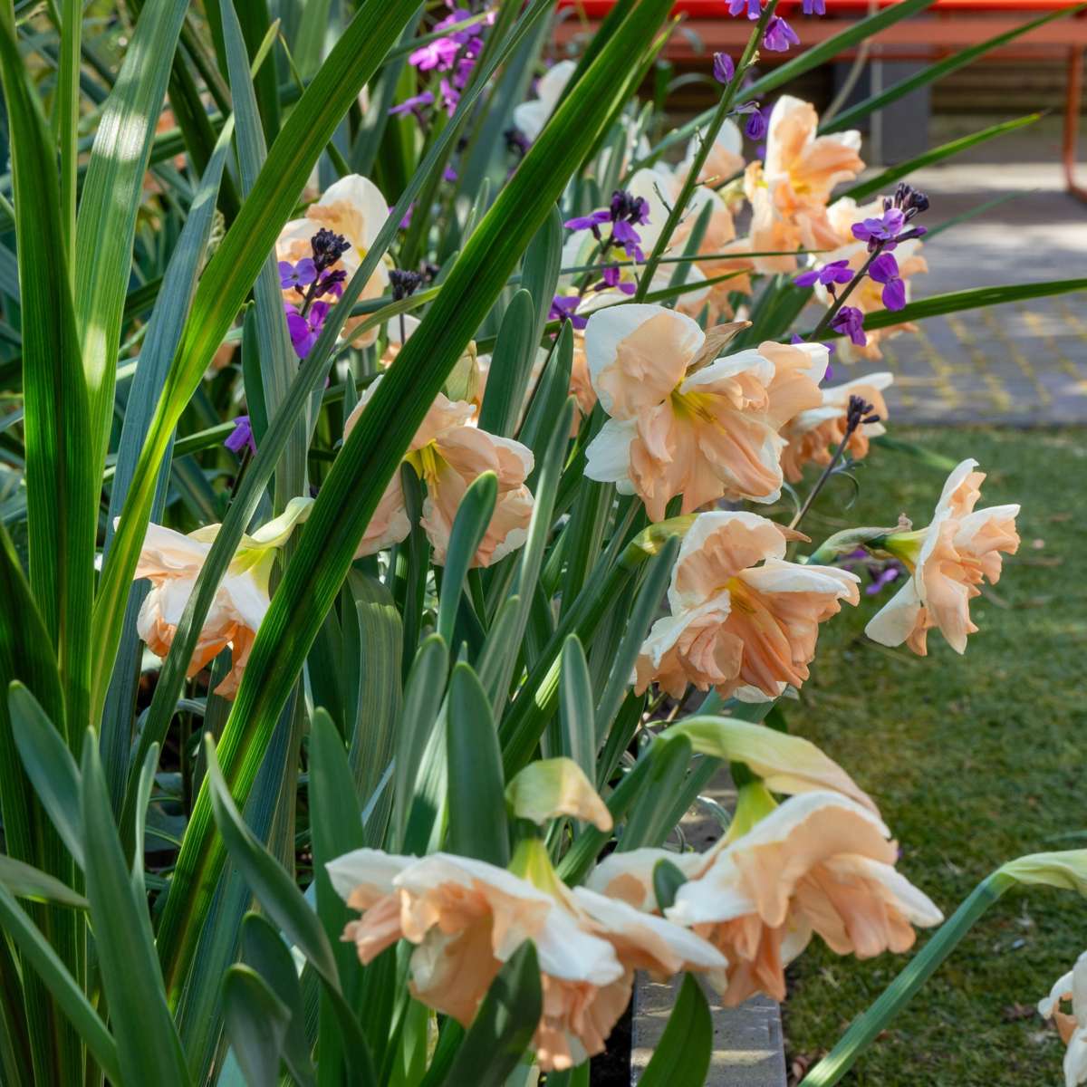 Daffodil bulbs - 10 pcs. - Narcissus 'Apricot Whirl' - Flower Bulbs - Orange