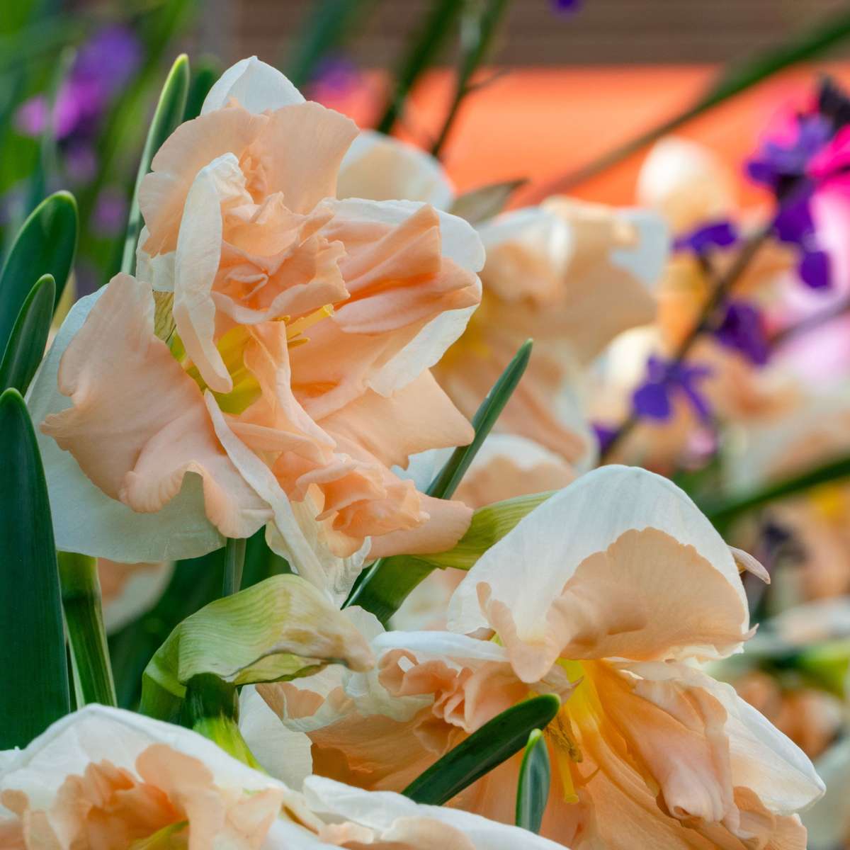 Daffodil bulbs - 10 pcs. - Narcissus 'Apricot Whirl' - Flower Bulbs - Orange