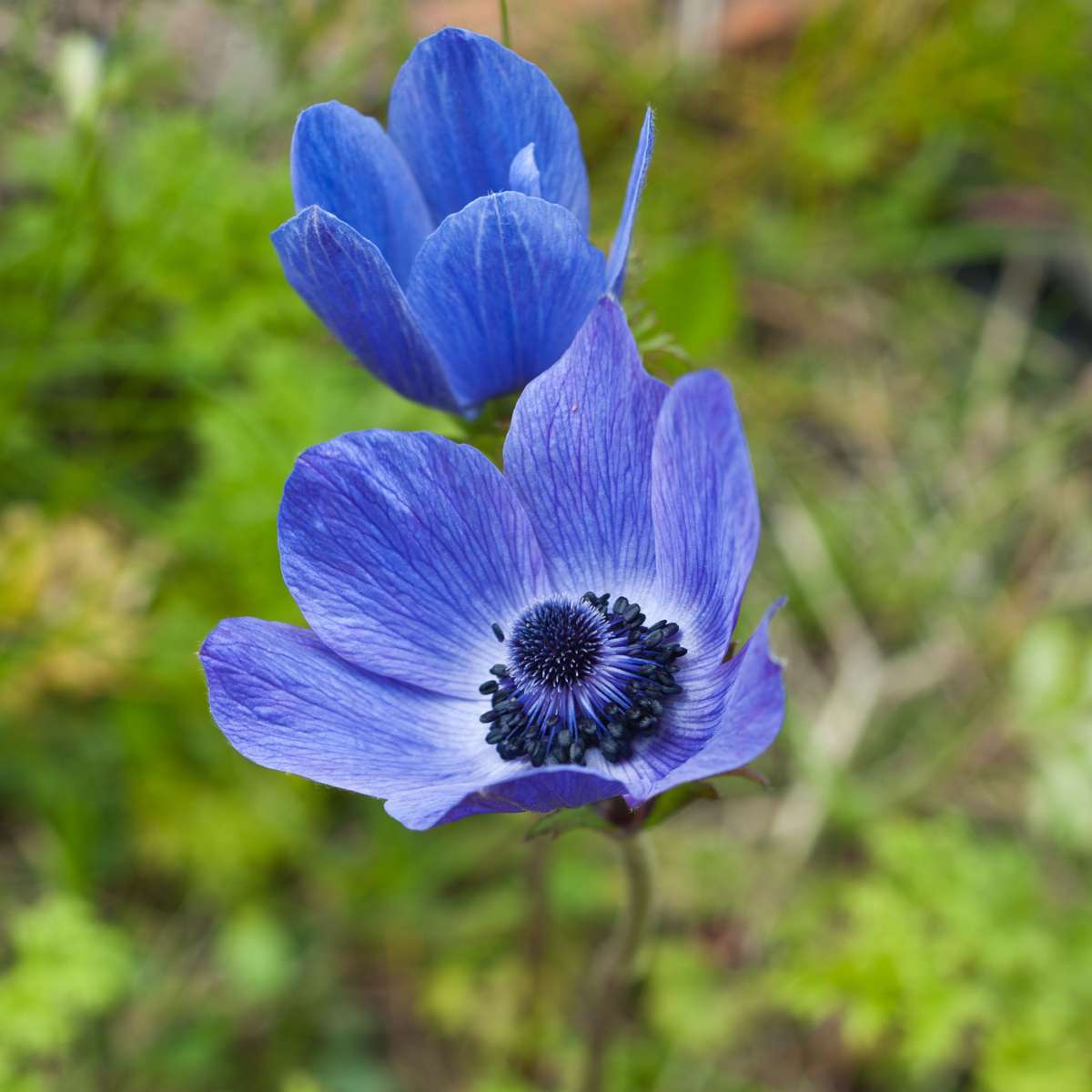 Bulbes d'anémone - Set de 30 - Anemoon de Caen - Bulbes à fleurs
