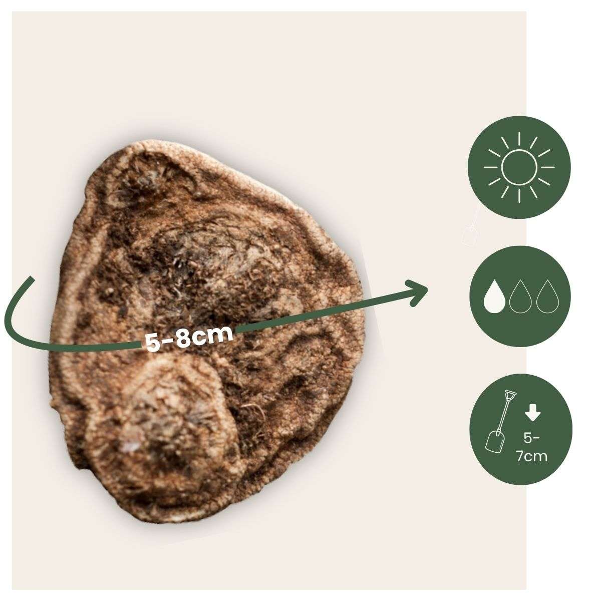 Bulbes d'anémone - Set de 30 - Anemoon de Caen - Bulbes à fleurs