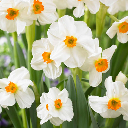 Mélange de bulbes pour le jardin - Set de 25 - Narcissus, Tulipa, Hyacinthus