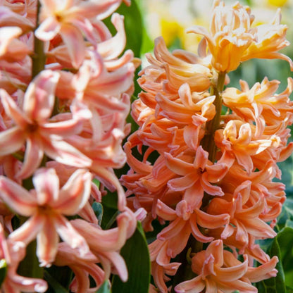Mélange de bulbes pour le jardin - Set de 25 - Narcissus, Tulipa, Hyacinthus