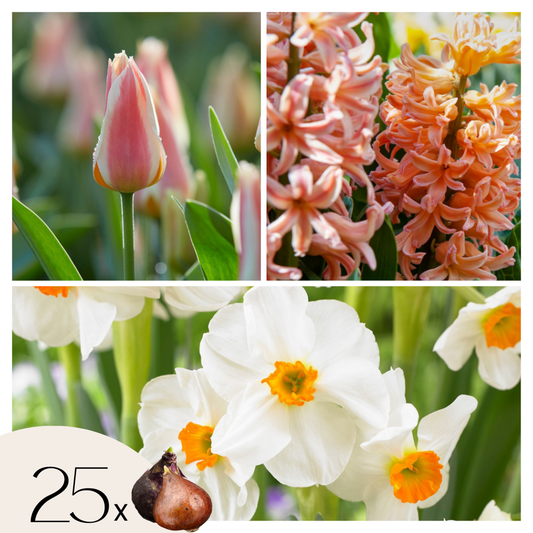Bulbs Peach Blush - 25 pcs. - Narcissus, Tulipa, Hyacinthus - Flower Bulbs -