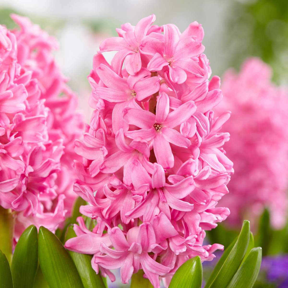Bulbs Pink Blush - 25 pcs. - Tulipa, Hyacinthus - Flower Bulbs - Pink