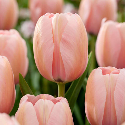 Bulbs Pink Blush - 25 pcs. - Tulipa, Hyacinthus - Flower Bulbs - Pink