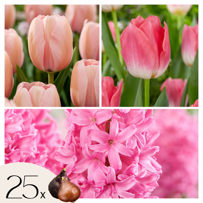 Bulbs Pink Blush - 25 pcs. - Tulipa, Hyacinthus - Flower Bulbs - Pink