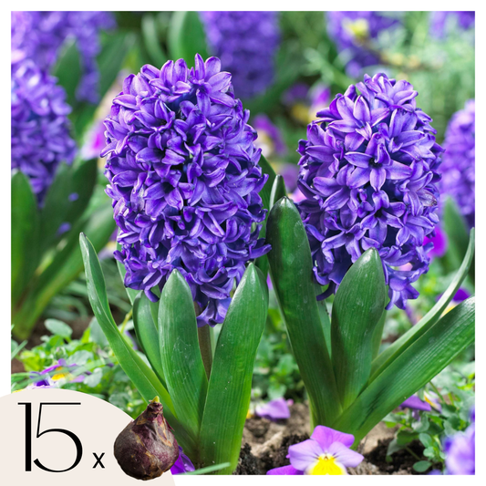 Hyacinth - 15 pcs. - Hyacinthus 'Blue Trophy' - Flower Bulbs - Blue