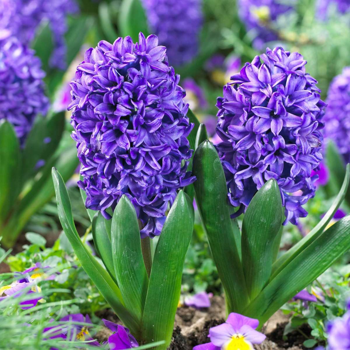 Jacinthe - Set de 25 - Hyacinthus 'Blue Trophy' - Bulbes à fleurs - Bleu - TD Plantz