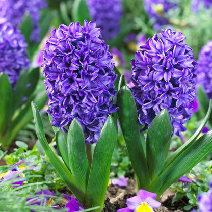 Jacinthe - Set de 25 - Hyacinthus 'Blue Trophy' - Bulbes à fleurs - Bleu - TD Plantz