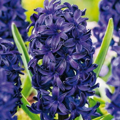 Jacinthe - Set de 25 - Hyacinthus 'Blue Trophy' - Bulbes à fleurs - Bleu - TD Plantz