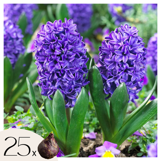 Hyacinth - 25 pcs. - Hyacinthus 'Blue Trophy' - Flower Bulbs - Blue