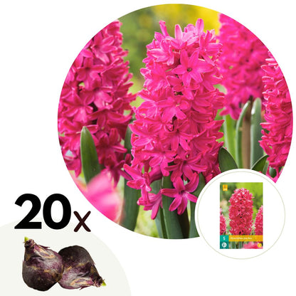 Hyacinth - 20 pcs. - Hyacinthus 'Jan Bos' - Flower Bulbs - Red