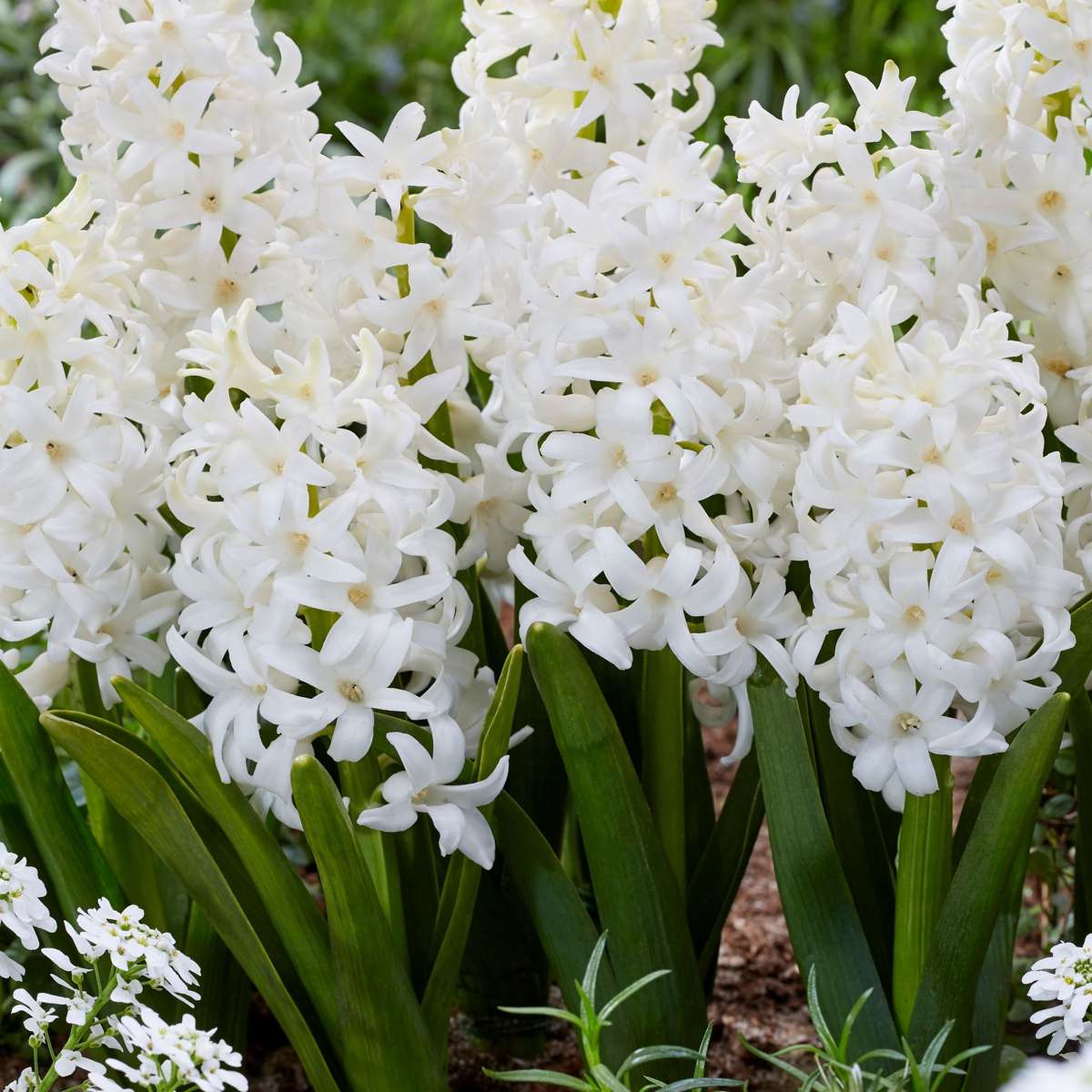 Jacinthe - Set de 10 - Hyacinthus 'Carnegie' - Bulbes à fleurs - Blanc