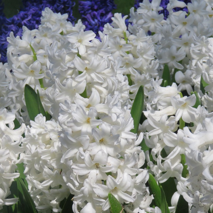 Jacinthe - Set de 10 - Hyacinthus 'Carnegie' - Bulbes à fleurs - Blanc