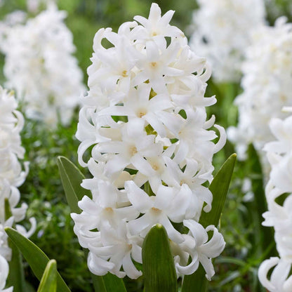 Jacinthe - Set de 10 - Hyacinthus 'Carnegie' - Bulbes à fleurs - Blanc