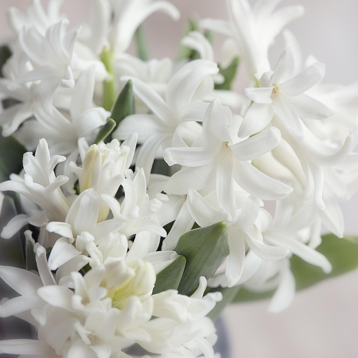 Jacinthe - Set de 10 - Hyacinthus 'Carnegie' - Bulbes à fleurs - Blanc