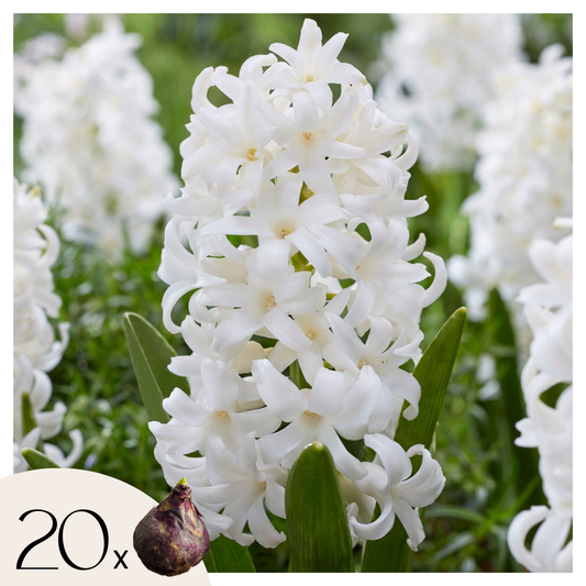 Hyacinth - 20 pcs. - Hyacinthus 'Carnegie' - Flower Bulbs - White