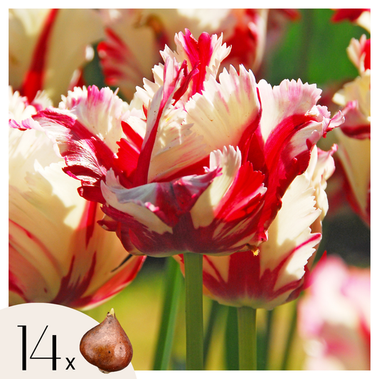 Tulipe - Set de 14 - Tulipa 'Estella Rijnveld' - Bulbes à fleurs - Rouge