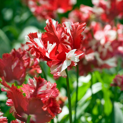 Tulipe - Set de 21 - Tulipa 'Estella Rijnveld' - Bulbes à fleurs - Rouge