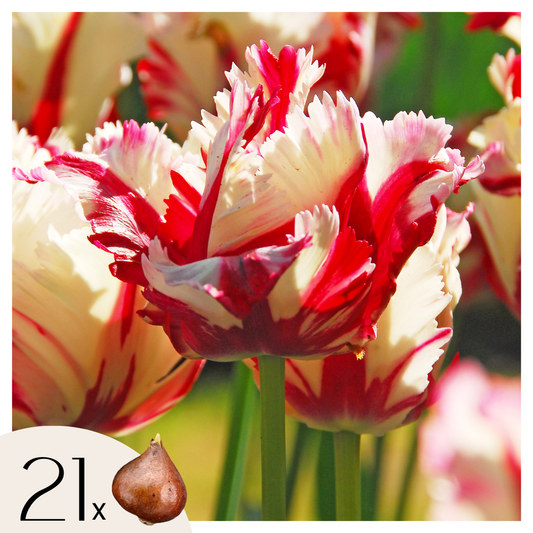 Tulipe - Set de 21 - Tulipa 'Estella Rijnveld' - Bulbes à fleurs - Rouge