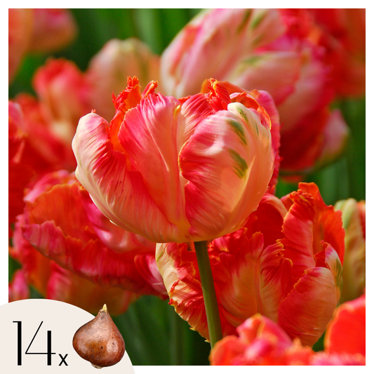 Tulip bulbs - 14 pcs. - Tulipa 'Apricot Parrot' - Flower Bulbs - Pink