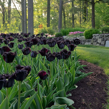 Tulipe - Set de 14 - Tulipa 'Black Parrot' - Bulbes à fleurs - Violet