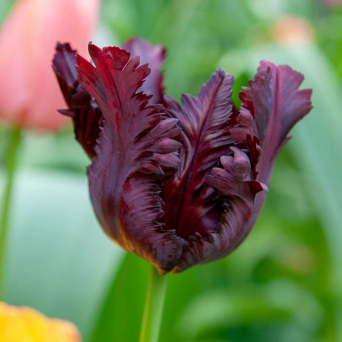 Tulipe - Set de 14 - Tulipa 'Black Parrot' - Bulbes à fleurs - Violet