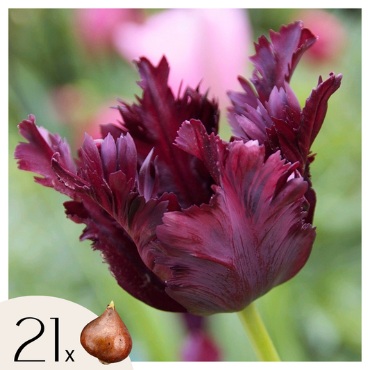 Tulip bulbs - 21 pcs. - Tulipa 'Black Parrot' - Flower Bulbs - Purple