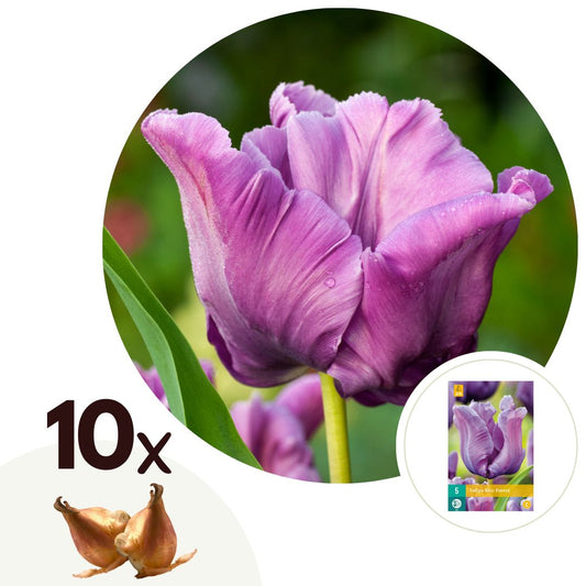 Tulipe - Set de 10 - Tulipa 'Blue Parrot' - Bulbes à fleurs - Bleu