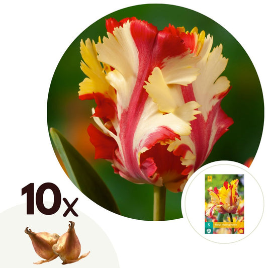 Tulip bulbs - 10 pcs. - Tulipa 'Flaming Parrot' - Flower Bulbs - White