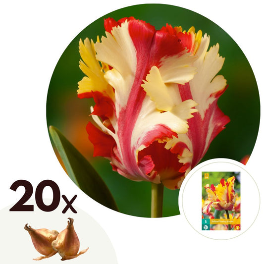 Tulip bulbs - 20 pcs. - Tulipa 'Flaming Parrot' - Flower Bulbs - White