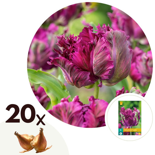 Tulip bulbs - 20 pcs. - Tulipa 'Parrot Negrita' - Flower Bulbs - Purple