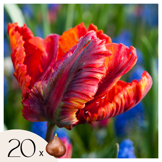 Tulip bulbs - 20 pcs. - Tulipa 'Rasta Parrot' - Flower Bulbs - White