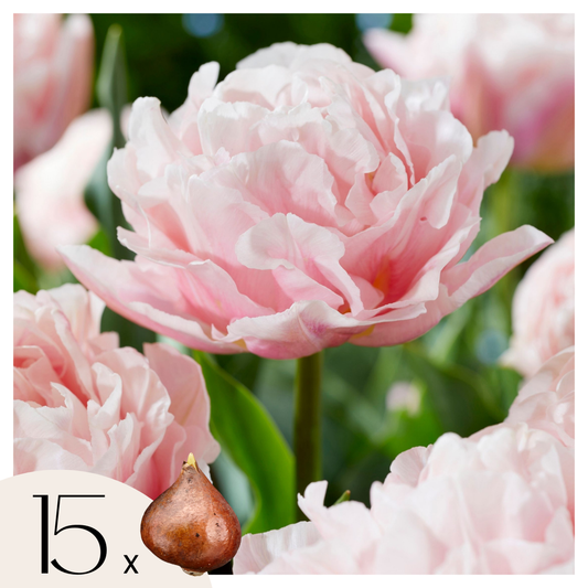 Tulipe - Set de 15 - Tulipa 'Dreamer' - Bulbes à fleurs - Rose